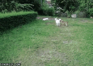 An awesome leap for one dog. The other…. not so much.