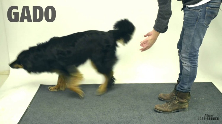 Dare you not to laugh as these dogs react to a magic trick!