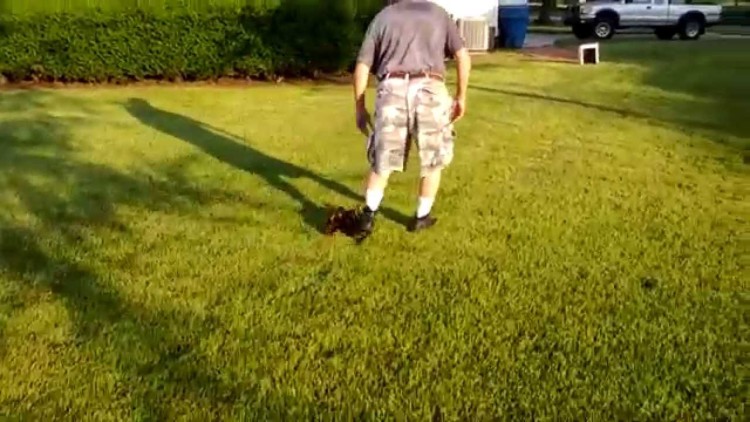 13 ducklings have mistaken a man in cargo shorts for their mom…what happens next is adorable!