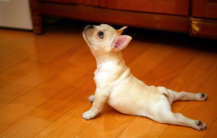 Downward Dog has never had a more literal meaning.