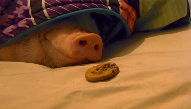 You can’t help but smile while watching this sleepy pig delightfully devour a cookie.