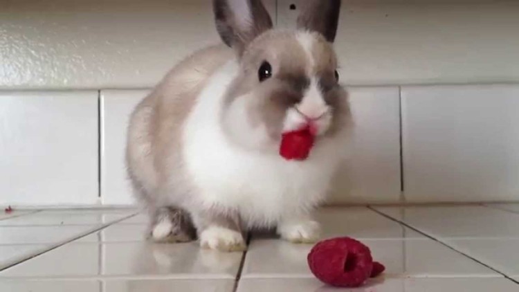 Awesomely Cute Bunny Enjoying Raspberries. Napkin, Please!