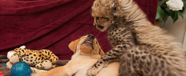 These awesome animals are the bestest best friends but you’ll also be SHOCKED by their friendship.