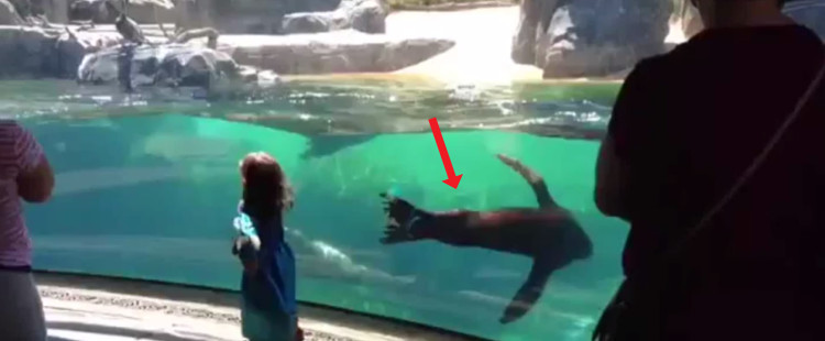 A sea lion at the zoo is genuinely concerned about a human girl and it’s SO SWEET!