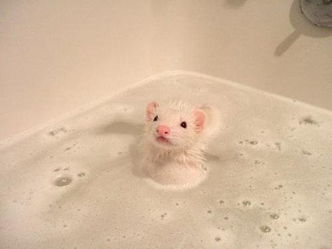 Start Your Monday Off With A Truck Load Of Cuteness: Animals Taking Baths.