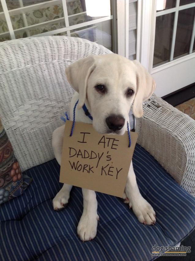 10 Dogs Full Of Shame…Or Are They? They Make Up For Their Bad Behavior With Cuteness.