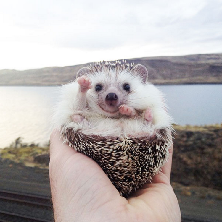 This lil’ hedgehog is the cutest traveler you’ve ever seen.
