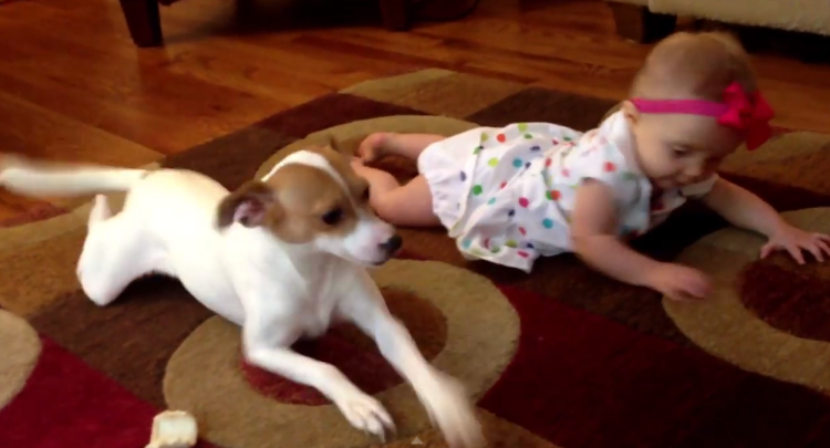 How To Crawl Brought To You By Buddy The Dog