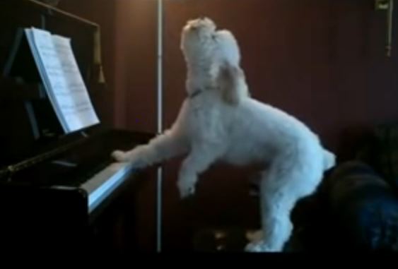 Sign This Pup Up For American Idol He Can Sing AND Play The Piano! He Has Our Vote!