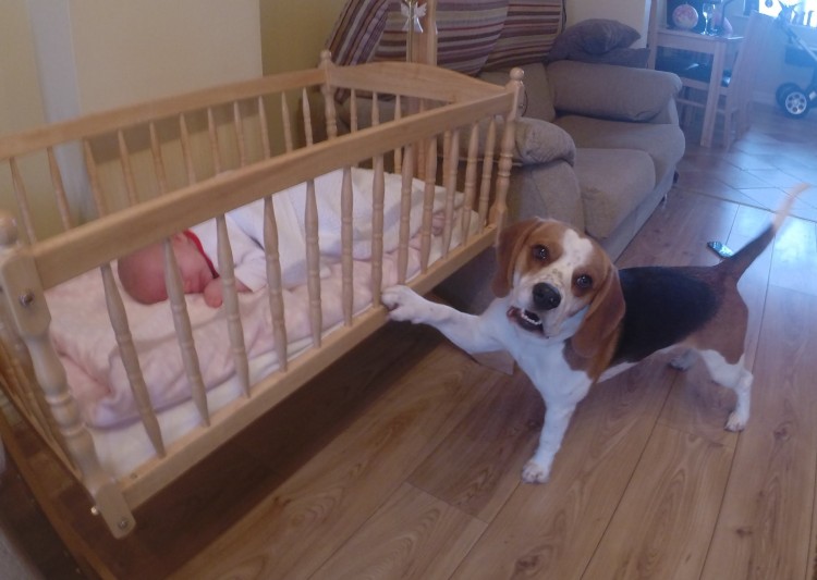 A Beagle Has Some Awesome Motherly Instincts.