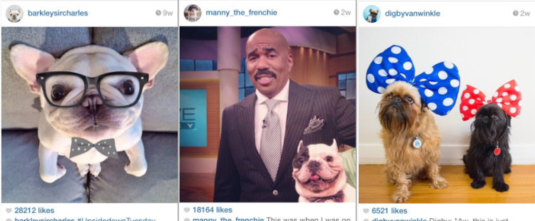5 dogs that have more Instagram followers than you…but it’s OK because they are totally cute!