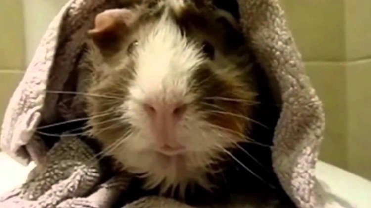 Ever wanted to ask your Guinea Pigs some questions? This guy did and the answers are hilarious!!