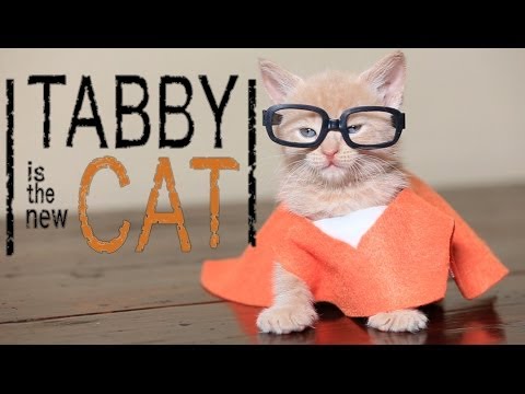 Need a cat parody in your life? Tabby is the New Black!
