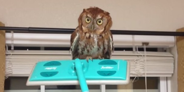 This Owl Gives The Stare Of Death While A Man Hilariously Tries To Remove It From His Kitchen.
