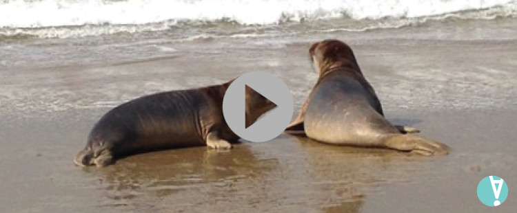 Back To The Sea: Two Elephant Seals are Released After Being Rehabilitated