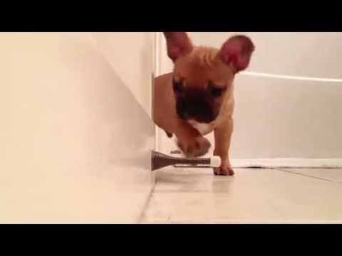 Start your Monday off with a cute and curious french bulldog.