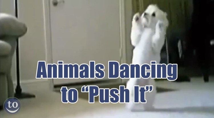 The 80’s Jam “Push It” Was Made For These Animal’s Awesome Moves!