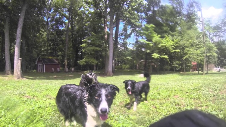 These dogs know how to get ready for summer! Get outside and enjoy something as simple as water spraying out of a hose!