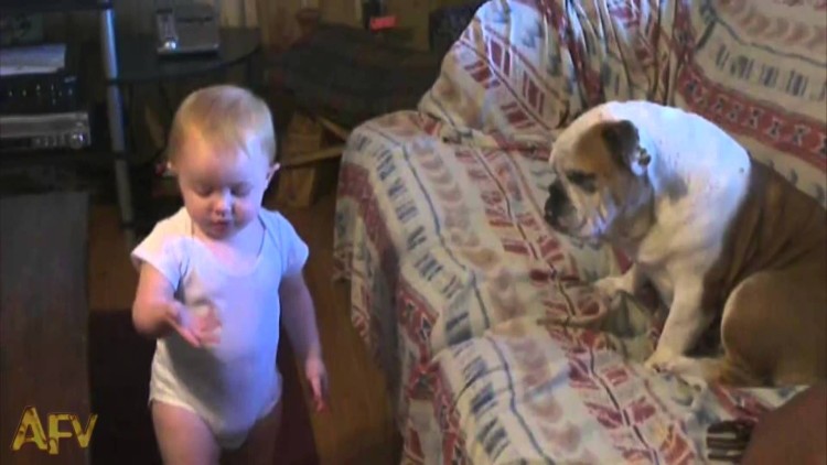 This Baby Does Not Hold Back In A Heated Argument With A Bulldog. The Bulldog couldn’t care less…