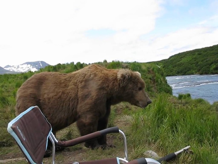 This guy is only steps away from a brown bear but it almost seems safe enough to pet this cute and cuddly animal!