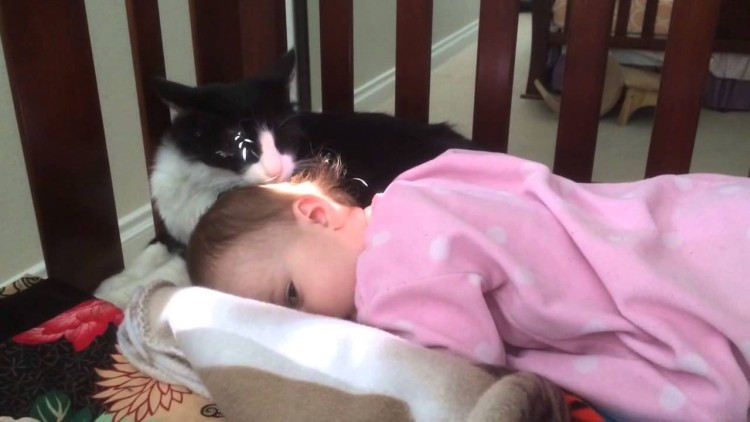 This kitty is grooming a human baby and it’s too precious for words.