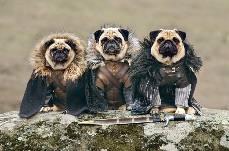 I Can’t Even Resist These Wrinkled Pooches. Game Of Thrones Has Never Been Cuter!
