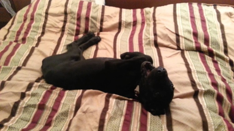 You know that feeling where you just cannot get out of bed? This pup can relate!