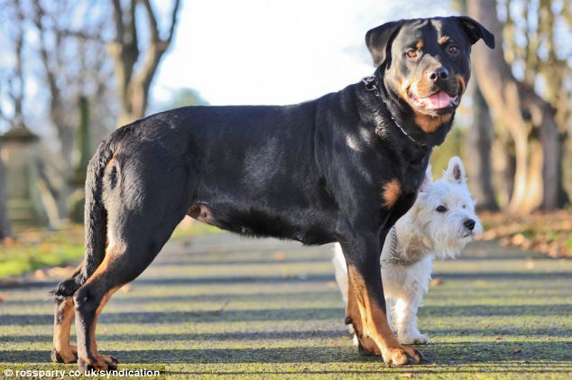 This Tiny Terrier Got A Rottweiler Pregnant. Unlikely Couple But Their Puppies Are Adorable!