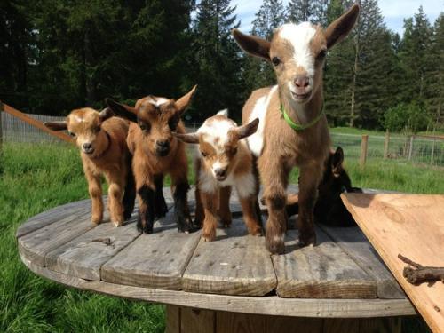 Your Life Will Not Be Complete Until You See These 21 Photos Of Baby Goats. 