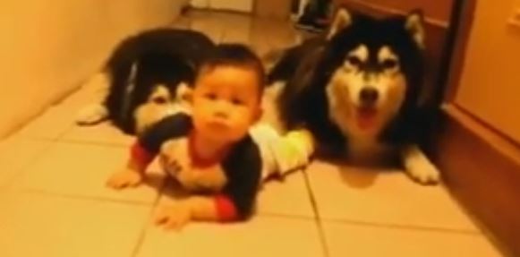 A Baby Has A Crawling Race With Two Huskies. Who Is Going To Win?!?