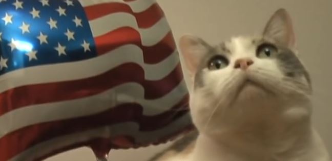 The 4th Of July Calls For Some Patriotic Cats