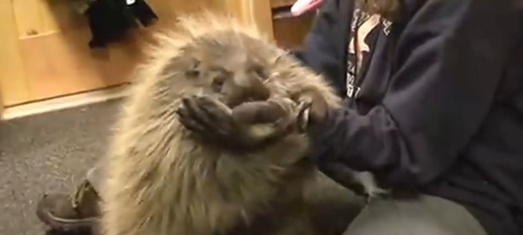 Porcupine Thinks He Is A Puppy And It Is Oh So Cute!