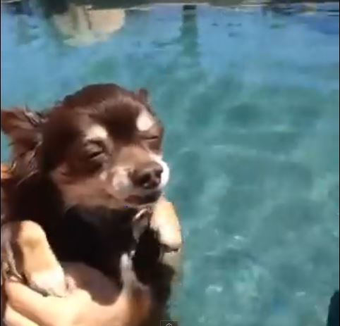 Summer Time Swimming In The Pool Is Just Too Much Work For This Little Chihuahua!