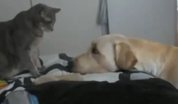 Dogs Tying To Befriend Their Kitty Cat House Mates And The Cats Are Just Annoyed