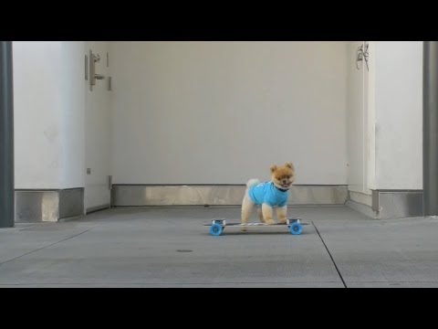 Little Pom With Mad Skills
