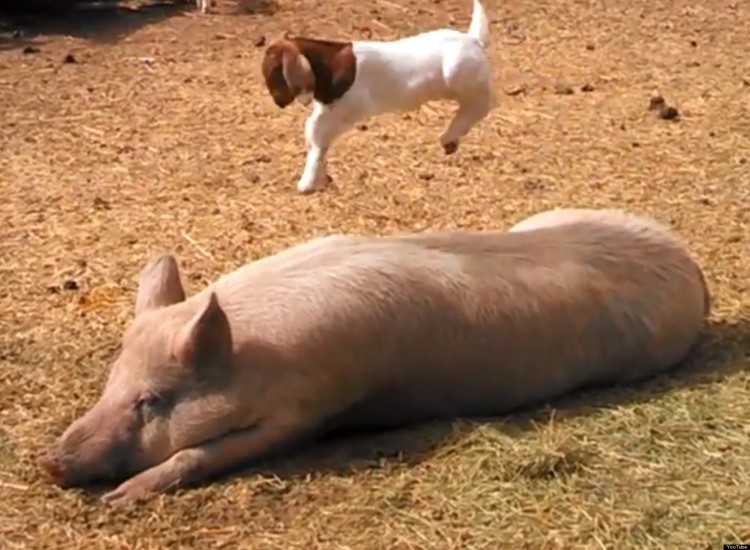 This Baby Goat Is Having The Best Day Ever Climbing On A Pig!
