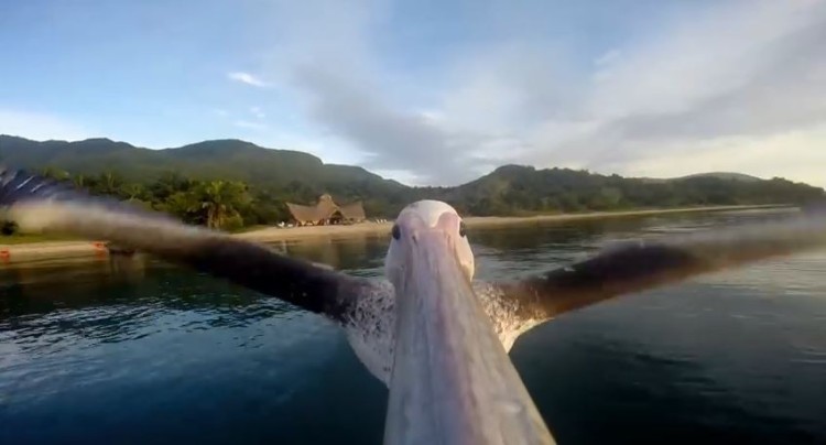 An Orphaned Pelican Learns How To Fly