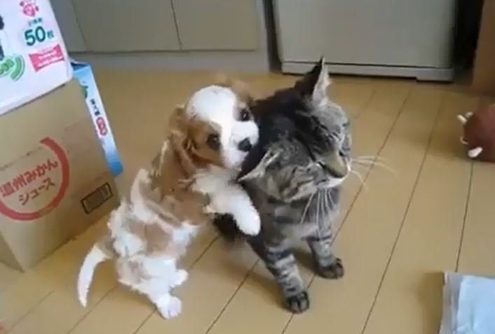 This Puppy Really Loves His Kitty
