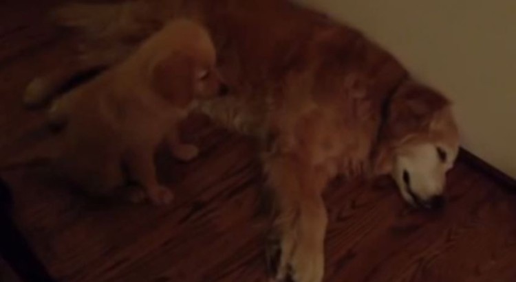 You Must See What This Puppy Does When He Realizes His Old Friend Is Having A Nightmare