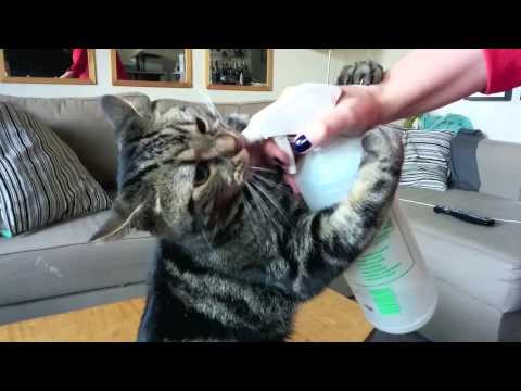 This Spray Bottle Is Also A Cat’s Baby Bottle.