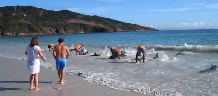Tourists Help Save A Pod Of Stranded Dolphins
