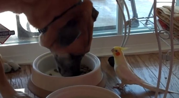 Lucky Dog Gets Serenaded While He Eats Dinner