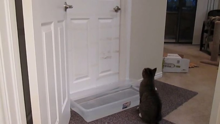 Mischievous Cat Can Open Doors
