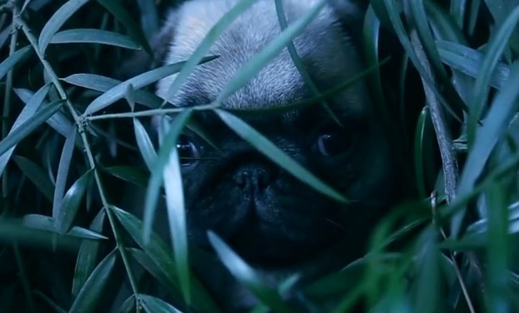 Dawn Of The Planet Of The Pugs!