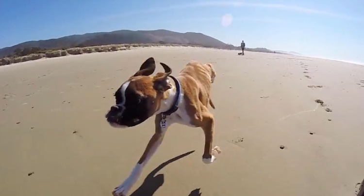 Only Having Two Legs Isn’t Stopping This Incredible Pup