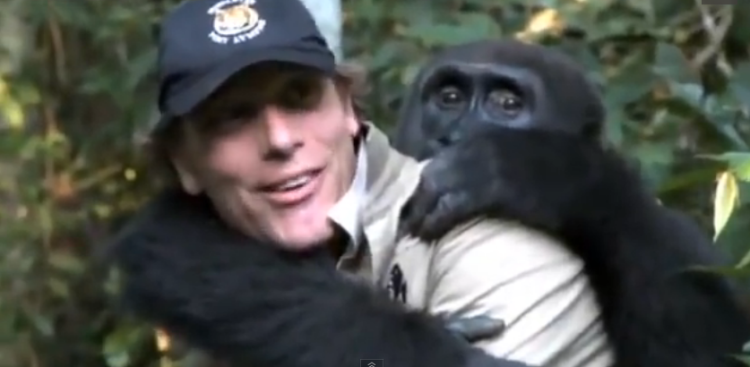After 5 Years After Being Apart A Gorilla And Rescuer Are Reunited