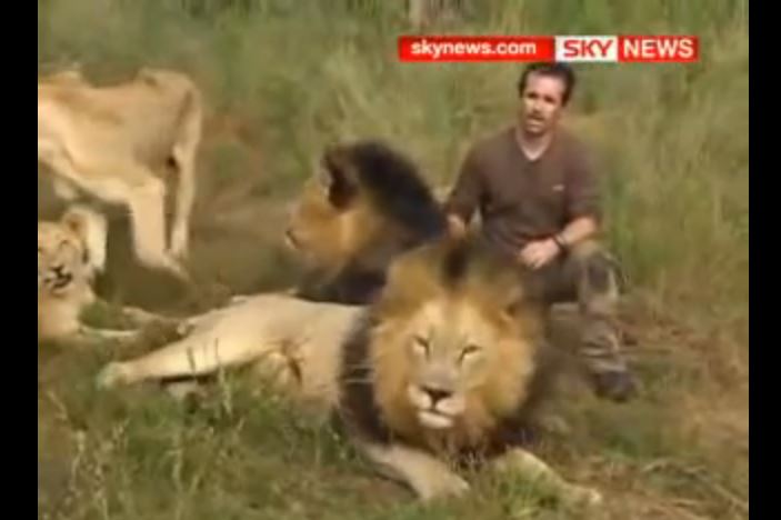Man Is Accepted By A Lion Pride SO Awesome!!