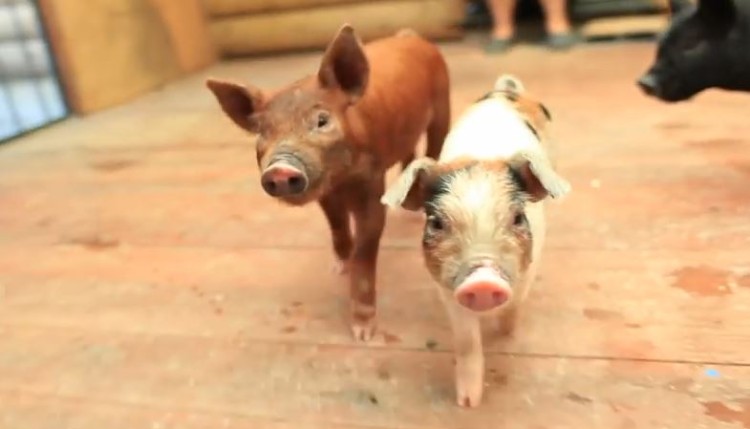 Just Because Who Wouldn’t Want to Watch Three Adorable Rescued Piglets Frolic Around?!