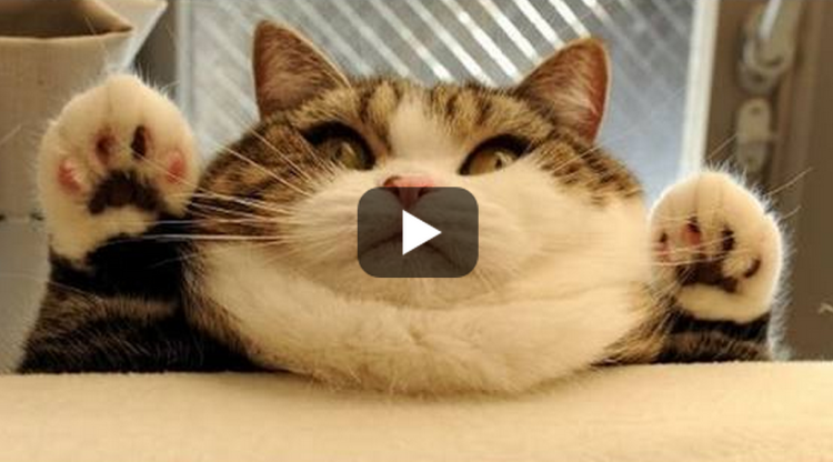 Happy World Cat Day! We Wouldn’t Be Awesome If We Didn’t Share Our Favorite Cat Video Compilation!