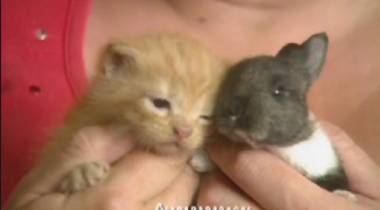Momma Cat Adopts Baby Rabbit!